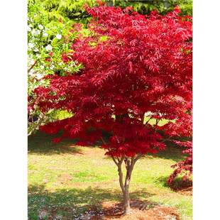 �t�������ļ��tͥԺ��ë�������ձ��t�������ͺ�ֲ��t������Nֲ