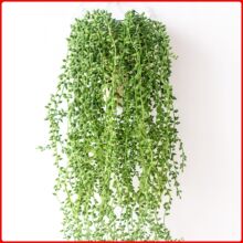 �S��ֱ�N����ֲ����R�� �ٗl�ڒ��҃��b� ���˜I�Ҿ��b��