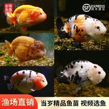 �m�۽��~Сβ��Ʒ���úډ���ţ��ؔ�^�p�~��ɫ���Bِ���m���~��