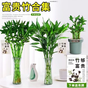 Bring in Wealth and Treasure Bamboo Hydroponic Plant Thick Branches with Roots in the Living Room to Attract Wealth and High Transport Office Desktop Green Plant Potted Plants