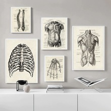 人體器官骨骼各部位解析海報帆布畫 現代家居裝飾畫無框畫芯批發