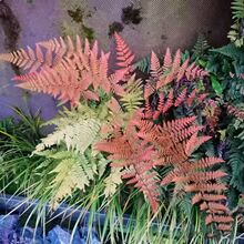 �Iާ�ʺ�ާ�t�w�[ëާ�B��ާ�͟��ͺ����B�����ͥԺ�^�~ֲ�ﻨ��