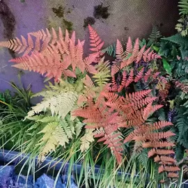 盆栽;种苗;月季蔷薇植物