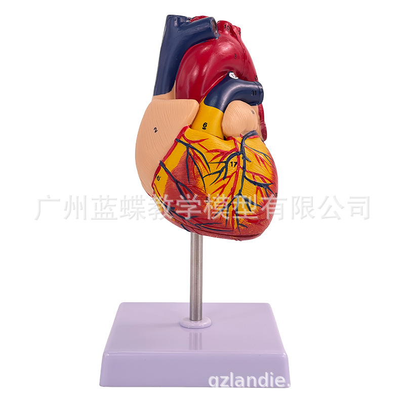 1:1��������ģ�� B���ʳ��� ѭ��ϵͳ���ڿ�������ʽ�ѧģ��ҽѧ