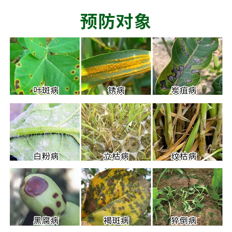 国光50%多菌灵稻瘟病纹枯病赤霉病倒秧病叶斑病杀菌剂通用