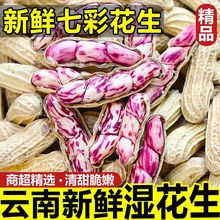 2025新鲜云南七彩花生五彩牛奶花生水果奶油湿花生带壳现挖现发