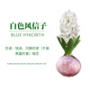 Base wholesale Fengxinzi Pymalisia Four Seasons Cold Revitalized Flower Potted Plant Hydroponic Plant Set indoor and outdoor desktop