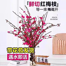 �t÷�һ���֦�lˮ��ֲ���҃Ⱥ��Bѩ����֧ˮ�B�ɻ����͏d�[�O�廨