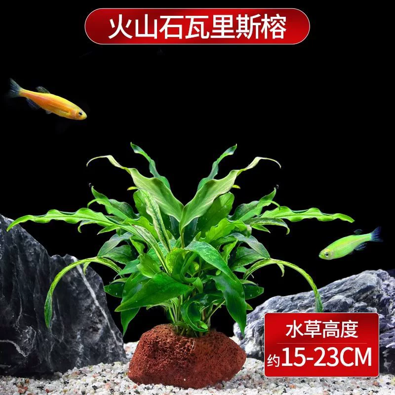 Саженцы холодноводной рыбы Yulan Shoujian, живая рыба, мелкая пресноводная, хорошее кормление, живая рыба Lili, Manlonfish