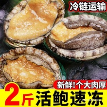 新鲜海鲜鲍鱼鲜活熟冻鲍鱼商用冷冻带壳鲍鱼带壳新鲜特大熟冻速冻