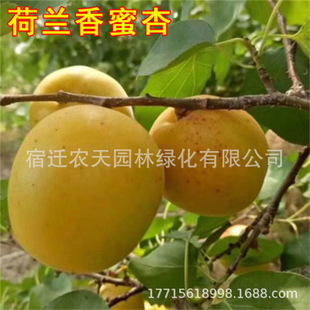 �Ә����ش�����������������Ϸ������Nֲ���Ե��Թ����箔��Y��
