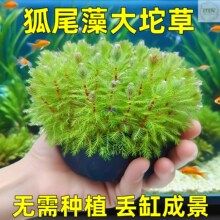 狐尾藻坨草水草鱼缸养鱼植物净化水质的阴性水草造景制氧生态