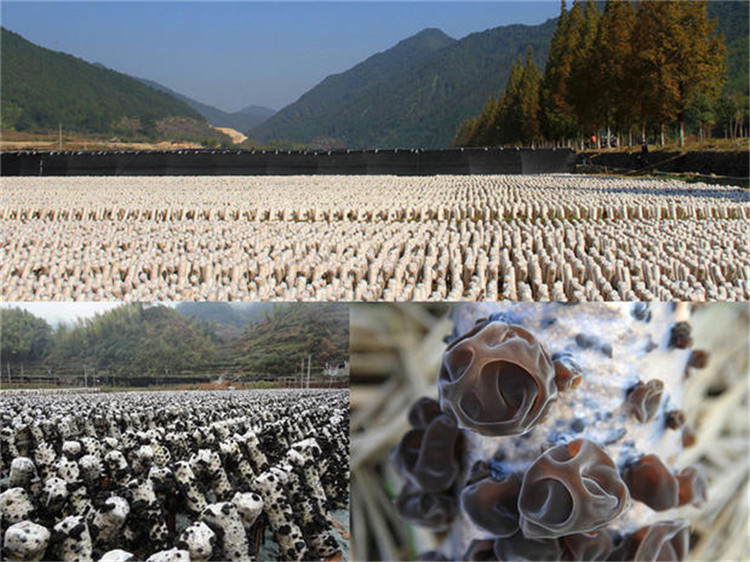 Dried Black Fungus Wood Ear Mushroom 250g Small Bowl Ear from Changbai Mountain Northeast China quality and texture