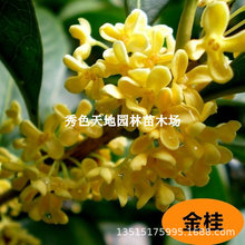 �𻨘�������ͥԺֲ���𵤹�����ͻ����ļ��_�����B�׻�С�辰