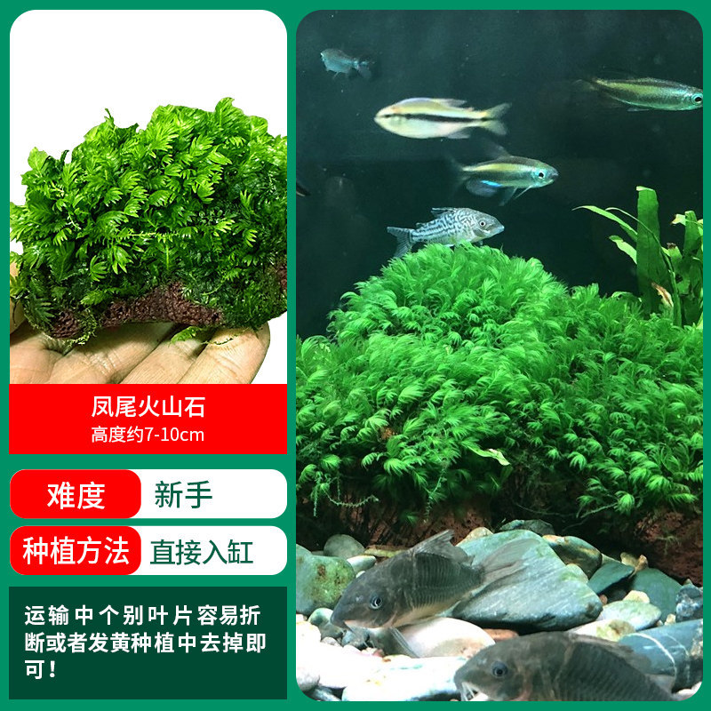 프테리스 화산 스톤