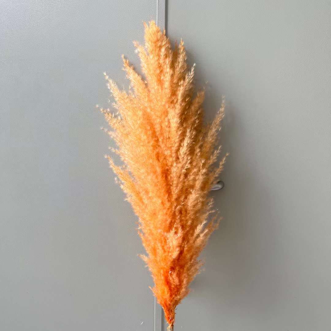 오렌지(꽃 스파이크 50+)