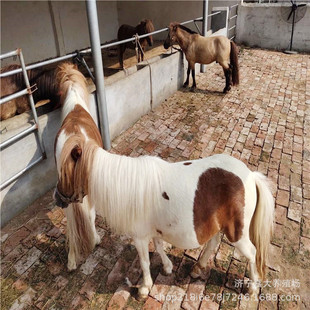 �T�˰��R���w�Bֳ ���^�T���R��܇�R �����R���w���U���R����