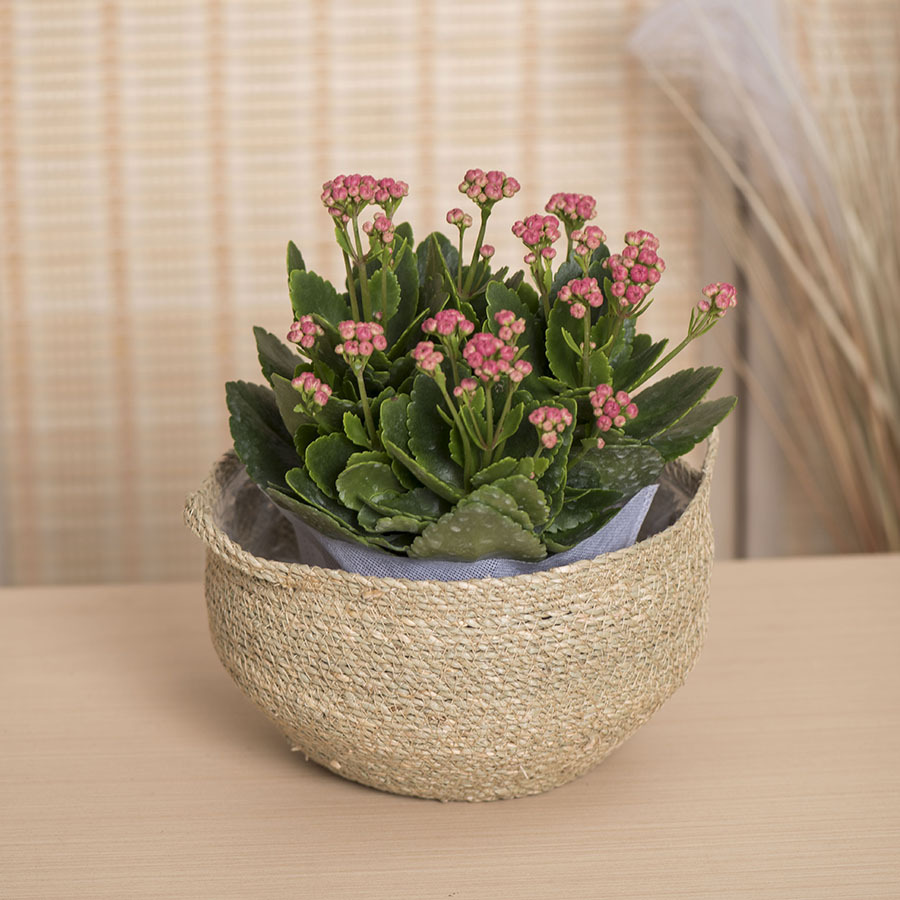 Cesta de almacenamiento con marco tejido de cuerda de paja de mar Cesta de almacenamiento de estilo pastoral tejida con cuerda hecha a mano Maceta de paja Cesta de acabado de ratán retro