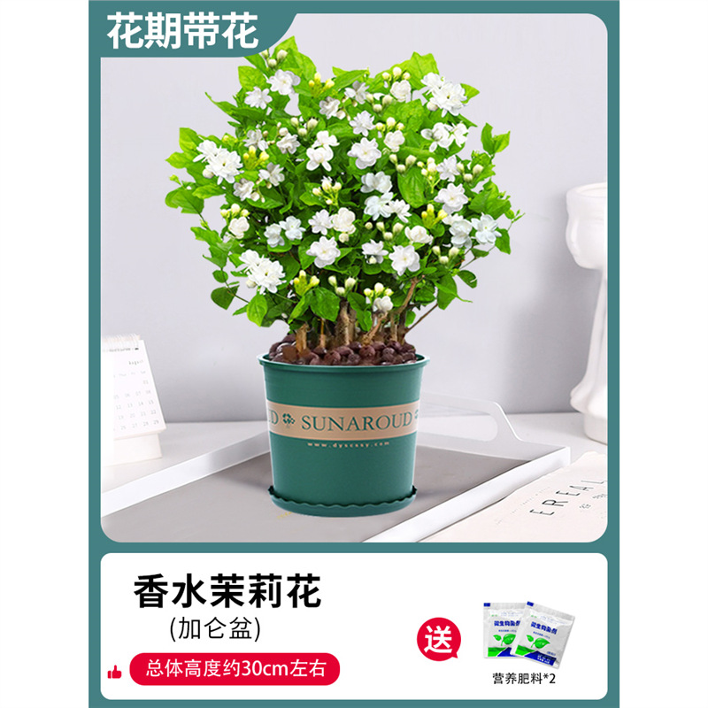 고급 자스민 10개(갤런 화분) + 비료