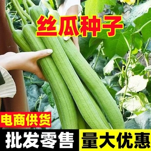 1�L��z�ϷN����z���L��z���߲˷N������z���ј���̨������