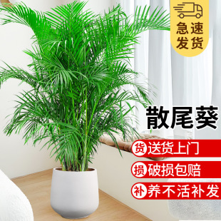 Sanwei Sunflower Potted Plant Large Green Plant Indoor Office Purifying Air Absorbing Formaldehyde Phoenix Tail Bamboo Easy to Grow Florals