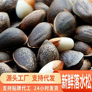 源头一件代发云南新鲜生松子落水松原味大颗粒仁零食坚果原味新货