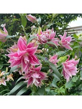 ذˮٺϻNļB绨ֲ̨Mڰٺ