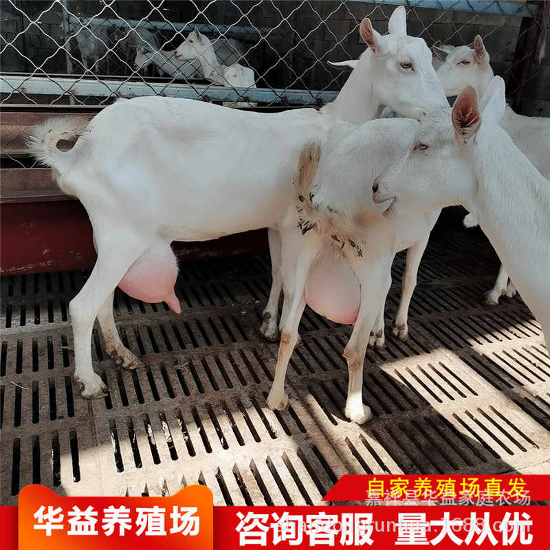 浙江关中奶山羊 崂山奶山羊 萨能奶山羊 羊羔羊苗