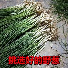 贵州新鲜野葱野山葱野外生长当季蔬菜野葱胡葱小根蒜沙葱苦蒜野茭