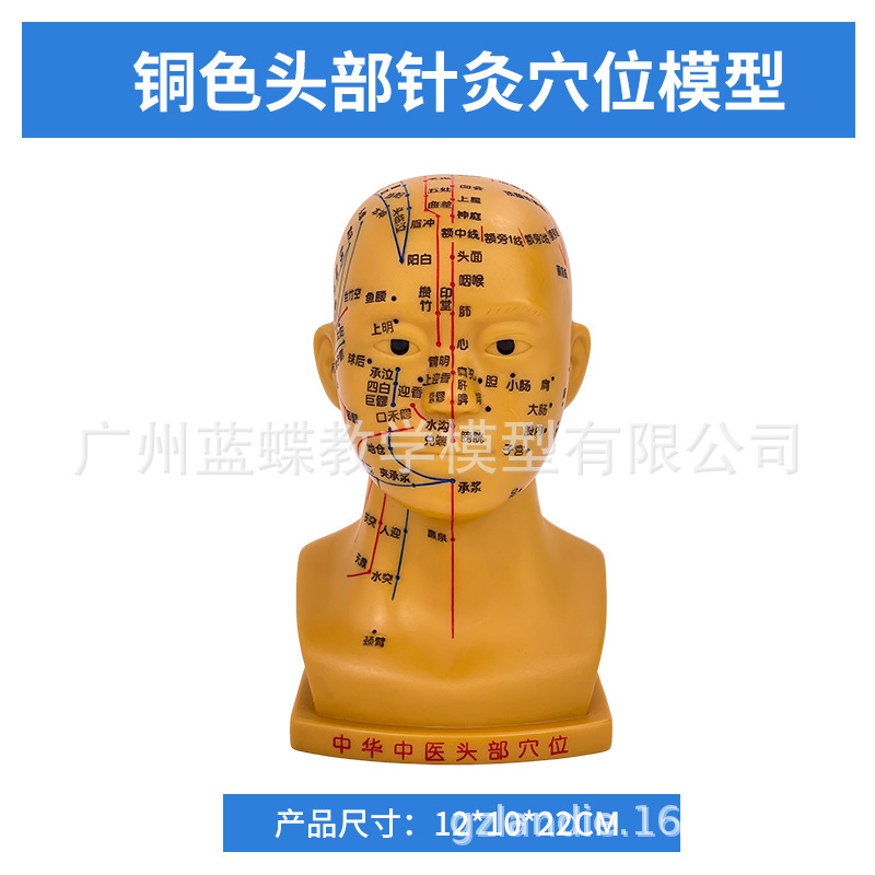 �ֶ����ͷ��Ѩλģ�� ��װ�Ħ�Ų��㲿������ģ�Ͱ�Ħ��İ���