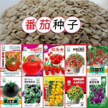 大小西红柿紫黄圣女果红沙瓤阳台盆栽黑珍珠草莓瀑布水果番茄种子