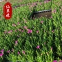 盆栽绿化五彩石石竹花石竹