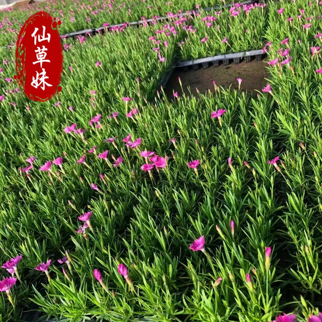 欧石竹穴盘苗120杯草花苗初吻种苗矮生盆栽带花苞庭院四季开花