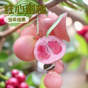 �t�����֮���Y���Ϸ��Nֲ�������Լ޽��ĵ����ӹ�����