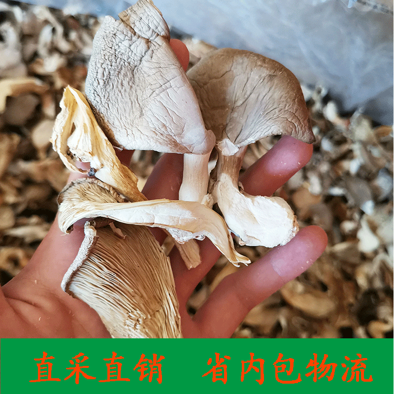 基地卸売り乾燥シイタケ500gシイタケ乾燥食用菌南北乾燥貨物ばら積菌バッグ|undefined