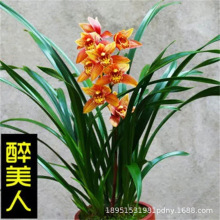 常青兰花苗盆栽绿植金边室内花卉建兰墨兰四季兰浓香型醉美人