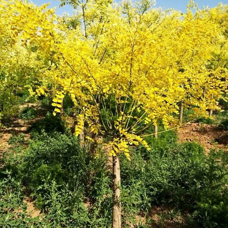 Профессиональное посадка золотолистной шелковицы, зеленение ландшафта саженцами золотолистной шелковицы, высокая ветроустойчивость, саженцы золотолистной шелковицы по отличным ценам.