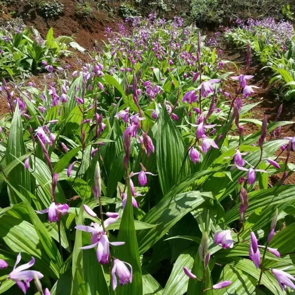 Чистые новые семена большого белого каладиума с фиолетовым цветком для посадки в северных и южных регионах, семена китайских лекарственных трав, свежесобранные трехветвистые белые семена каладиума.