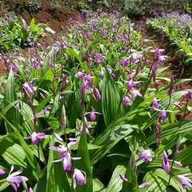 纯新紫花大白芨南北方种植中药材种籽白芨种子白新采三叉白芨种子