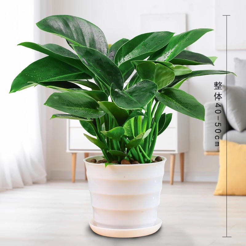 골든다이아몬드 40-50cm 3그루 [나사냄비] + 영양액