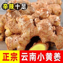 云南小黄姜高山现挖农家新鲜生姜月子姜老姜批发5斤九斤包邮