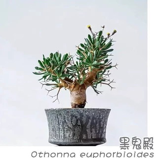 黑鬼殿 Othonna euphorbioides格加 厚敦菊多肉块根盆栽植物