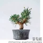 多肉植物盆栽euphorbioides块根