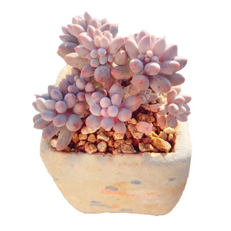 多肉植木鉢麦飯石小方収納吸水陶磁器創意粗陶メーカー卸売り|undefined