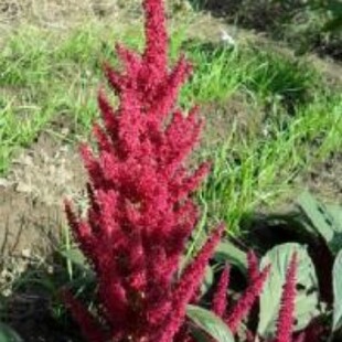 Supply Annual Herbaceous Thousand Spikes Valley Seeds