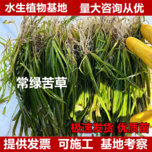 �������G�����ˮ��ֲ���ˮ�����ˮ��ɭ��ˮ�w���������ļ�����