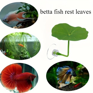 S 31757 Betta fish resting leaf ���~��Ϣ�����~�羳���uͨ