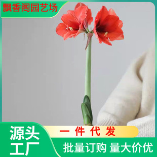 Amaryllis Red Bulb Pair Lotus Southern Clivia Indoor Potted Bonsai Soil Zhu Seed Bulb