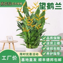 富贵鸟常年开花绿植室内客厅吸甲醛四季常青办公室植物盆载好易活