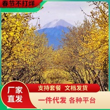 一件代发素心腊梅老桩盆栽树苗庭院阳台室内外耐寒浓香型盆景花卉